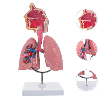Система обучения Модели анатомии легких, Модель дисплея человека, Школьные Легкие, Анатомическое Сердце, Обучающая игрушка для носа