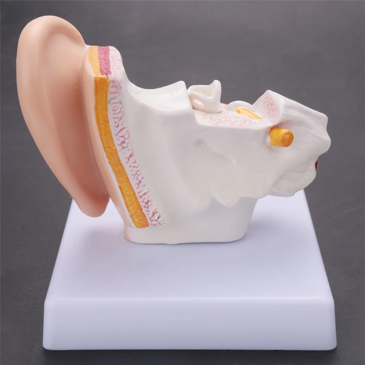 Модель анатомии человеческого уха в 1,5 раза, показывающая Строение органов центрального и наружного ушей Учебные принадлежности